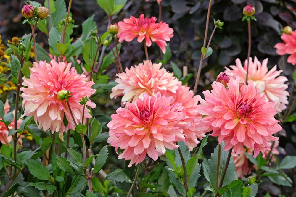 Dahlia 'Dutch Delight'